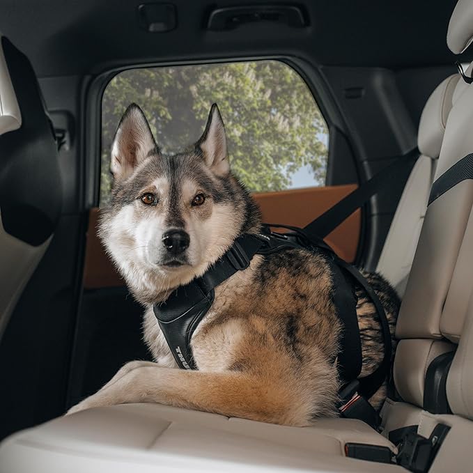 Thule Cappy Dog Harness L - Crash-Tested for Safety - Seatbelt passthrough - Adjustable & Easy to Clean - Padded Breathable mesh Panels - Leash Loop - Step-in Design
