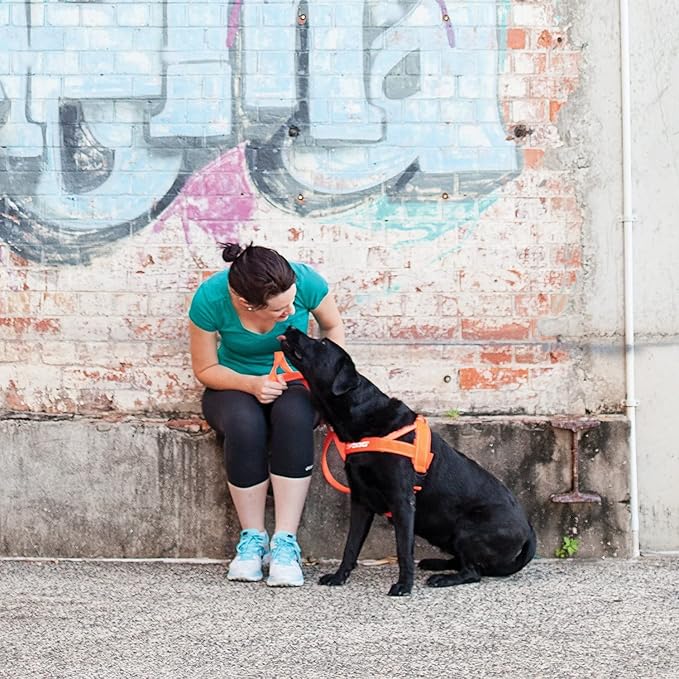 EzyDog Quick Fit Dog Harness – No Pull Harness for Training, Everyday Walking, and Easy Control - Adjustable Fit, Reflective, and Padded (Medium, Orange)