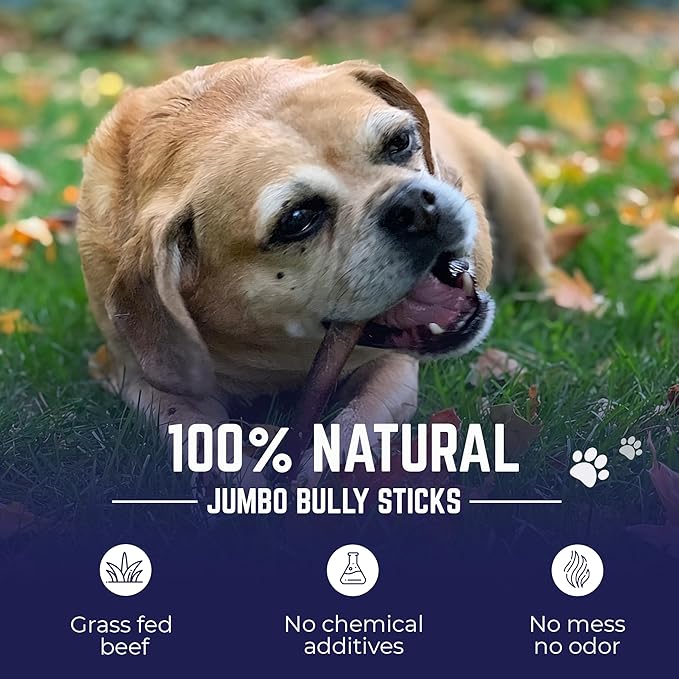 Devil Dog Pet Co. Bully Sticks – 12 Inch, 10 Pack, Standard Sized Dog Chews, 100% Natural, Single Ingredient, Free-Range Grass-Fed Beef – Long Lasting, Rawhide-Free Treats for Dogs