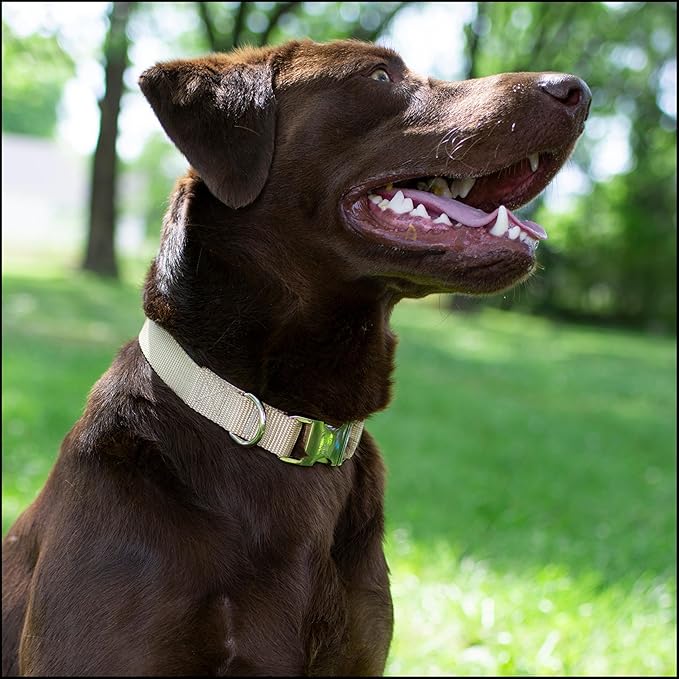 Country Brook Petz - Premium Nylon Dog Collar with Metal Buckle for Small Medium Large Breeds - 10+ Warm Colors (Large, 1 Inch, Copper Gold)