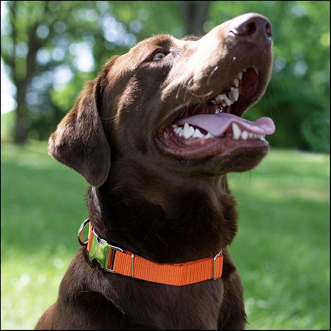 Country Brook Petz - Premium Nylon Dog Collar with Metal Buckle for Small Medium Large Breeds - 10+ Warm Colors (Small, 3/4 Inch, Orange)