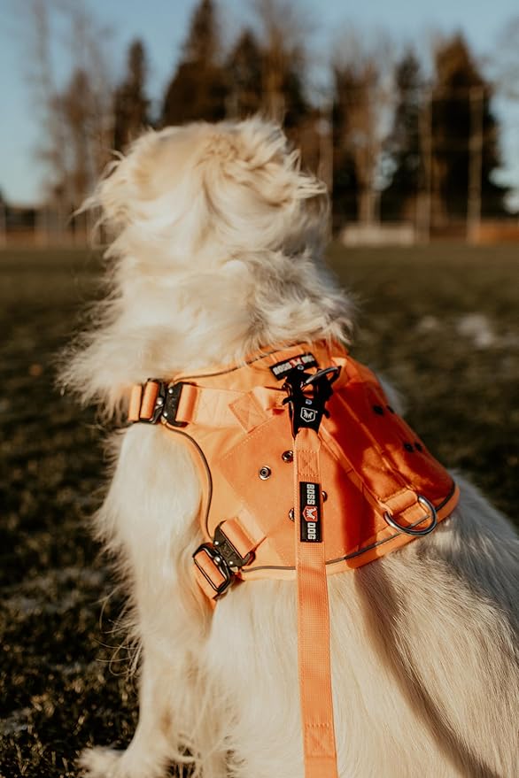 Boss Dog Tactical Leash, Hunter Orange, 6 FT