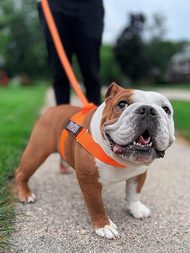 BULLHUG Adjustable Dog Harness– No Pull, No Choke – for English Bulldogs, French Bulldogs, Pugs & Broad-Chested Breeds – Easy, Safe Walks (NEON Orange, Large)