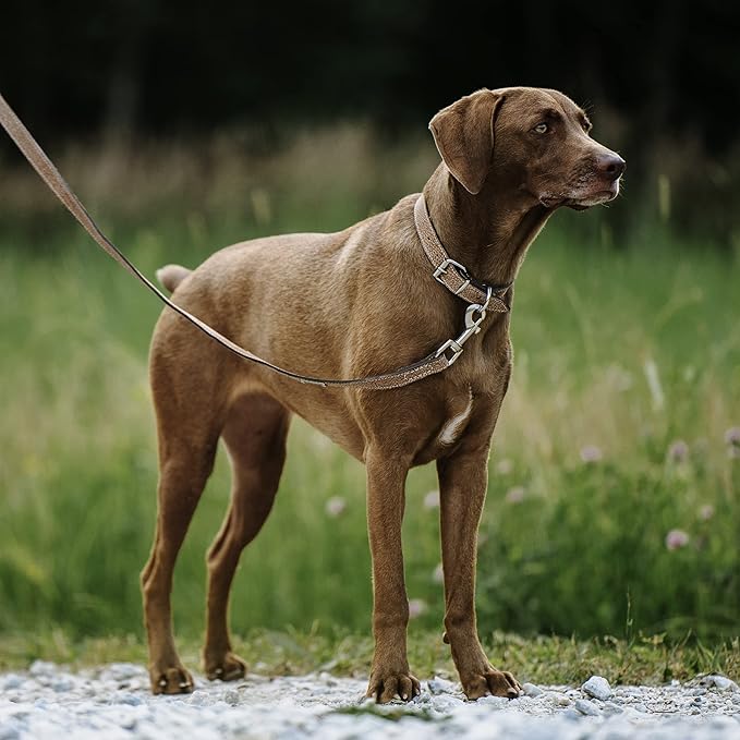 Mighty Paw Luxury Leather Dog Leash - Genuine Material Leather Leashes for All Pet Sizes - Pet Lead - 5 ft Premium Quality - Soft Material - Light Brown (Pack of 2)