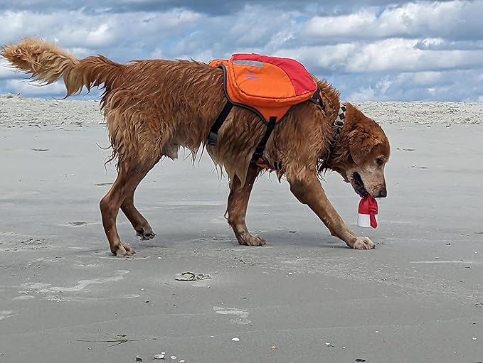 Bark Brite The Chewy Buoy Water Dog Toy