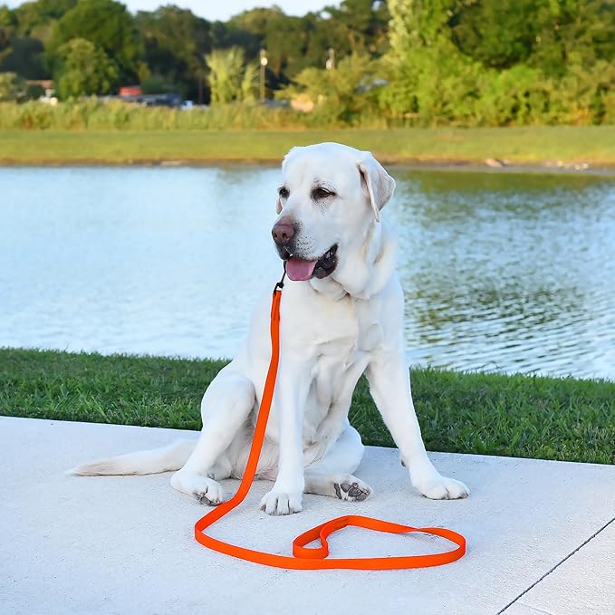 Dogline Biothane Waterproof Dog Leash Strong Coated Nylon Webbing with Black Hardware Odor-Proof Easy to Clean High Performance for Small or Large Dogs Made in USA 2 ft Lead, Hunter Orange