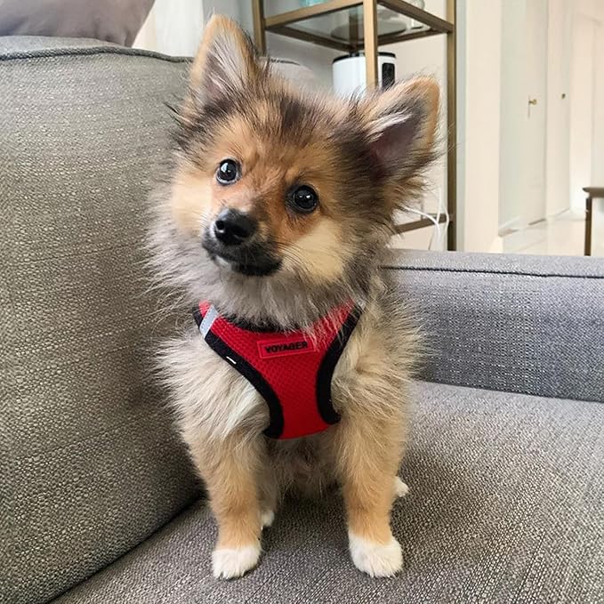 Best Pet Supplies Voyager Step-in Air Harness - All Weather Mesh, Reflective, No Pull Harness for Dogs, Cats - Secure with Hook & Loop Fastener, Buckle, Double D-Rings - Red/Black Trim, XXXS