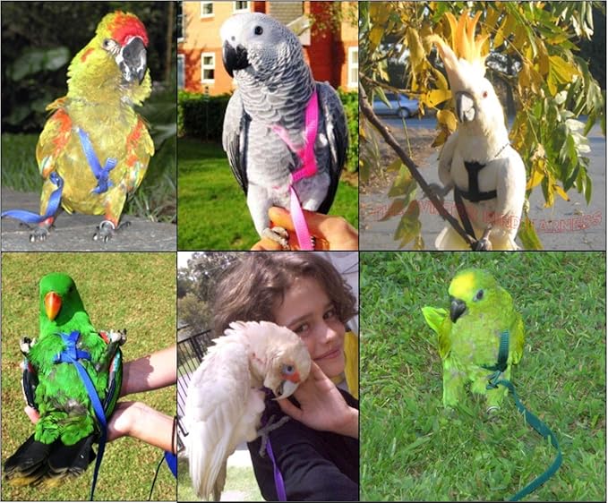 The AVIATOR Pet Bird Harness and Leash: Medium Blue