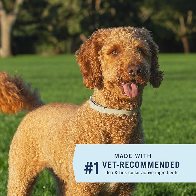 PetArmor Extend Flea & Tick Treatment & Prevention Collar for Large Dogs Above 18 lbs., 8 Months of Protection, Odorless & Non-Greasy, Waterproof, Kills Fleas, Ticks, and Flea Larvae, 1 Count