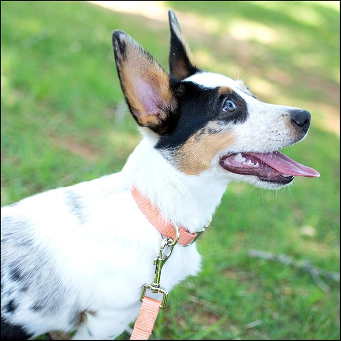 Country Brook Petz - Premium Nylon Dog Collar with Metal Buckle for Small Medium Large Breeds - 10+ Warm Colors (Medium, 3/4 Inch, Coral)