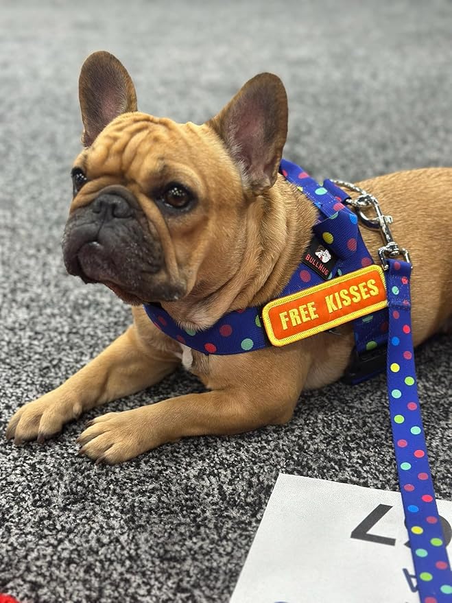 BULLHUG Adjustable Dog Harness– No Pull, No Choke – for English Bulldogs, French Bulldogs, Pugs & Broad-Chested Breeds – Easy, Safe Walks (Polka Dots, Medium)