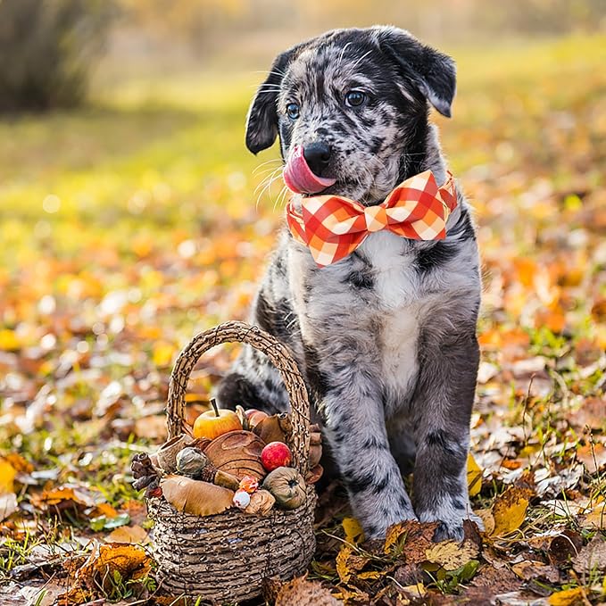 ARING PET Fall Dog Collar with Bow, Halloween Orange Grid Cute Pet Collars with Quick Release Buckle for Puppy Small Medium Large Girl Boy Dogs-XL