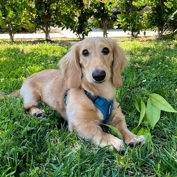 Voyager Step-in Pet Harness - All Weather Mesh, Adjustable Step in Harness for Cats and Dogs by Best Pet Supplies - Turquoise, L