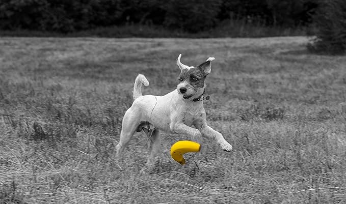 Petface Latex Banana Soft Chew Dog Toy, Large