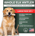 Mountain Valley Elk Antlers for Dogs - 100% Natural & Organic Chew for Aggressive Chewers, No Odor, No Mess, Long Lasting - Wild-Foraged Naturally Shed Antlers in USA - Grade A, Whole Large (1 Pack)