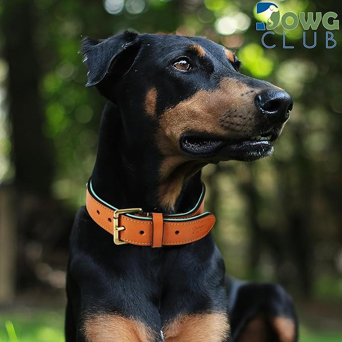 Genuine Leather Dog Collar | Full Grain, Heavy Duty, Comfortable, Padded, Strong | Best for Pups, Small, Medium, Large & XL Breeds (Small (Fit Neck Size 11.5"-14.5"), Tan)