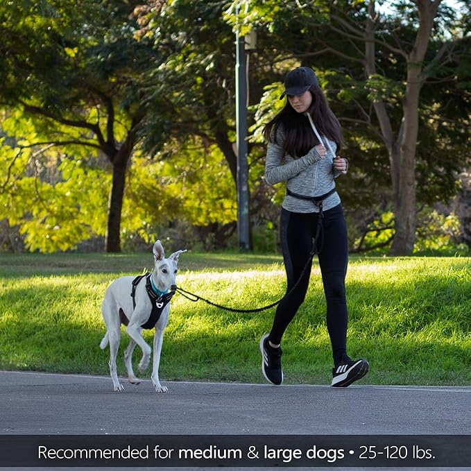 Waist Leash for Dog Walking, Running Leash for Dogs with Metal Quick-Release Buckle, Shock-Absorbing Rope Bungee, Neoprene Lumbar Support - Comfortable Hands Free Control for Daily Walks