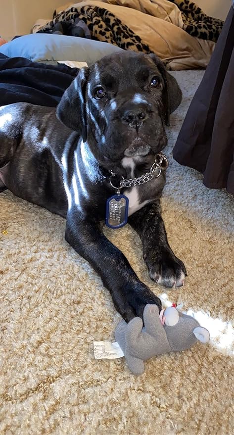 Dog Tags for Dogs, Custom Dog Collar ID Tag Personalized for Pets - Super Tough, Quiet Embossed Military Style Stainless Steel Dog Name tag (Blue)