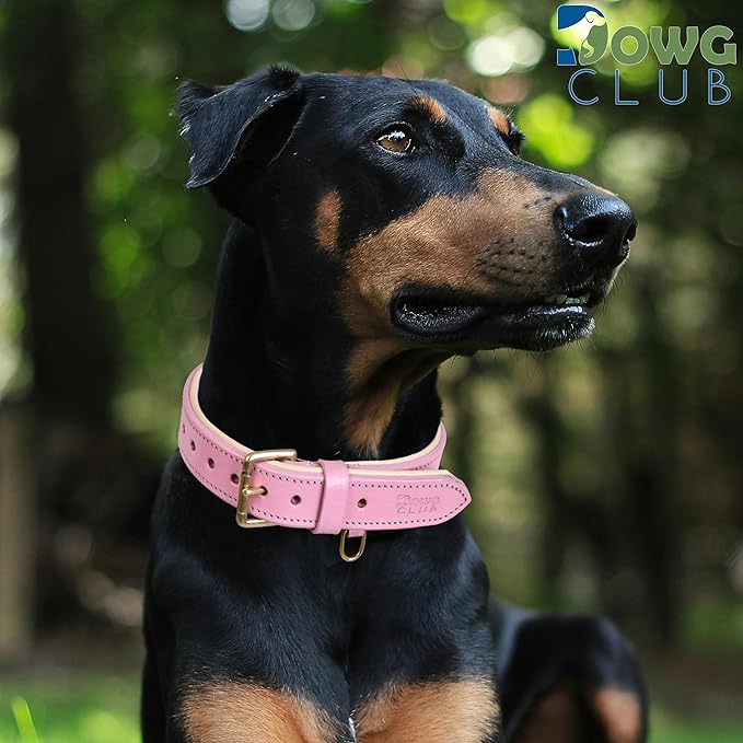 Leather Dog Collar for Large Dogs, Light Pink, 1.25 Inch, WideGenuine Leather, Heavy Duty with Soft Inner Padding, Comfortable and Durable (Blush Pink, Large (Fit Neck Size 18.5"-22.5"))