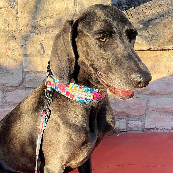 Lucky Love Dog Wide Dog Collar - Adjustable, Durable, Soft Webbing, & Comfortable 1.5 inch Wide Collar for Dogs Male and Female with Strong Buckle - Valentina, Large