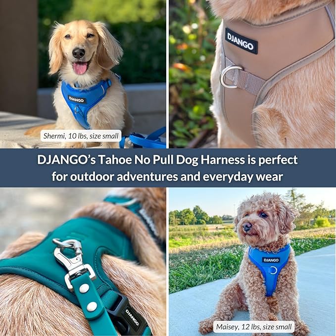 DJANGO Tahoe No Pull Dog Harness – Escape-Proof Dog Harness for Small Dogs with Front & Back Clips for Everyday Use – Adjustable, Padded, Reflective, Secure Fit, Easy On/Off – Alpine Blue, Small