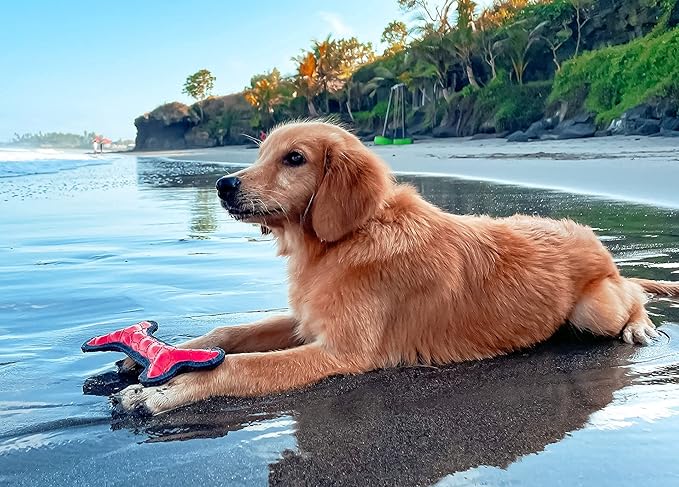 SuperChewy Tough Floating Dog Water Toy Strong Natural Rubber | Great Dog Fetch Toy | Pool Swimming Toy for Puppy| Durable Training Toy for Non-Aggressive Chewers