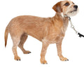 PetSafe Gentle Leader Headcollar No-Pull Dog Collar - Helps Improve Walks - Durable Nylon Construction - Padded Nose Loop - Adjustable Fit - Comfort Walking Halter - Small, Silver
