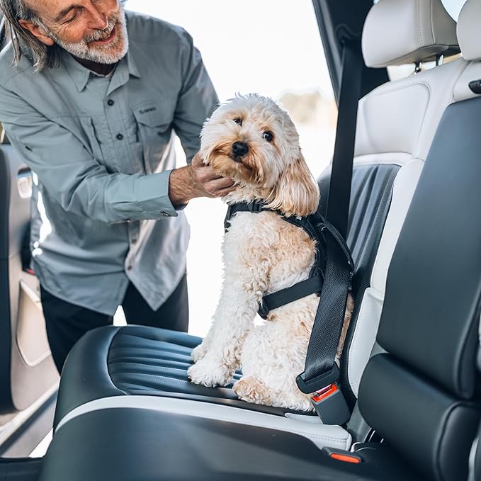 Thule Cappy Dog Harness M - Crash-Tested for Safety - Seatbelt passthrough - Adjustable & Easy to Clean - Padded Breathable mesh Panels - Leash Loop - Step-in Design