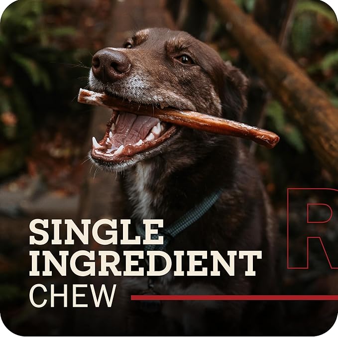 Redbarn Pet Products 12" Bully Sticks for Dogs, Case of 35