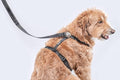 Dog Harness and Leash Combo Set, Magnetic Connection, Ergonomic Design (Midnight Black, Large)