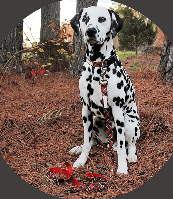 Lucky Love Dog - Adjustable Dog Collar with Easy Click Buckle for Small Ones, Durable, & Comfortable for Male & Female Dogs, Pet Collar for Puppies & Adult Dogs - Heywood, XS