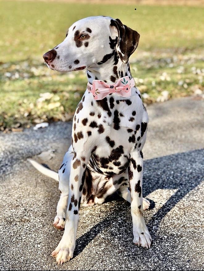 Elegant little tail Dog Collar with Bow, Comfotable Dog Bowtie, Bowtie Dog Collar Adjustable Dog Collars for Small Medium Large Dogs and Cats