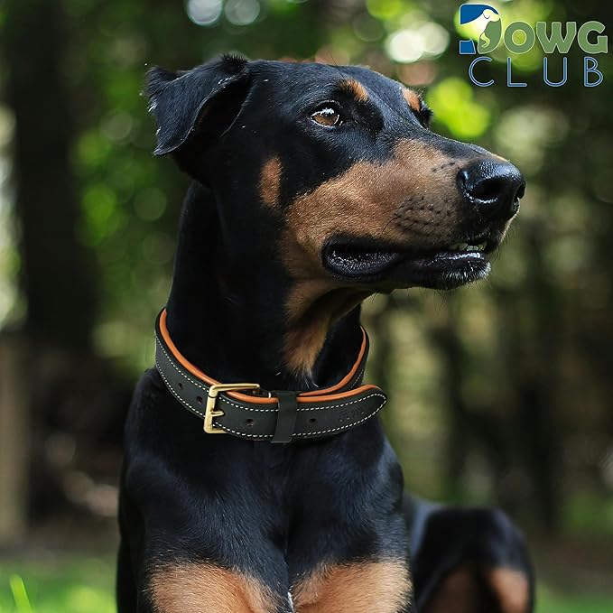 Genuine Leather Dog Collar | Full Grain, Heavy Duty, Comfortable, Padded, Strong | Best for Pups, Small, Medium, Large & XL Breeds (Small (Fit Neck Size 11.5"-14.5"), Teal Green)