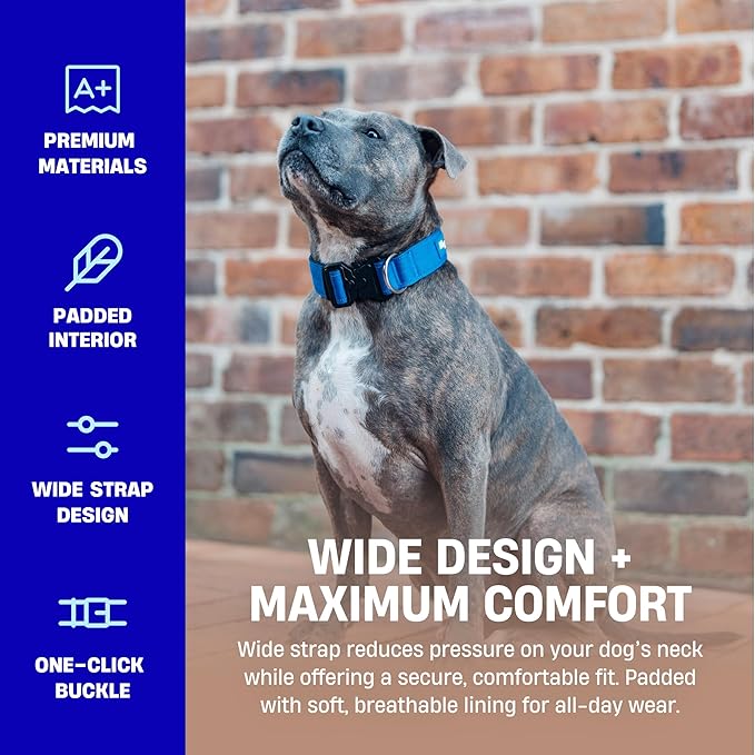DF Co. Tactical Dog Collar | Comfortable & Secure with Quick Release Clip Buckle and Heavy Duty D-Ring | Soft Padded Neoprene, Chafe Resistant, Night-Time Visibility | Sky Blue, Size M