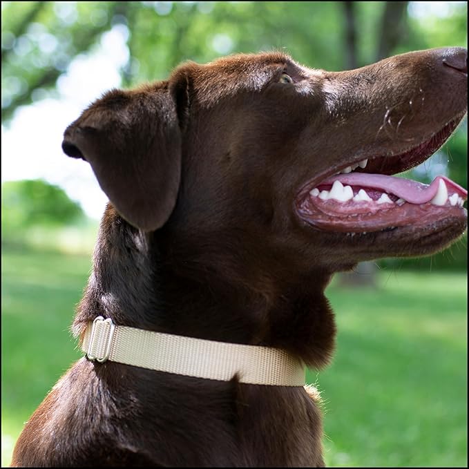 Country Brook Petz - Premium Nylon Dog Collar with Metal Buckle for Small Medium Large Breeds - 10+ Warm Colors (Large, 1 Inch, Copper Gold)