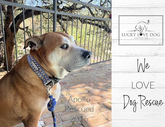 Lucky Love Dog Wide Martingale Dog Collar - No-Slip, Durable, & Soft Webbing 1.5 inch Martingale Collar for Dogs Male and Female Ideal for Training & Walking - Murphy, Medium