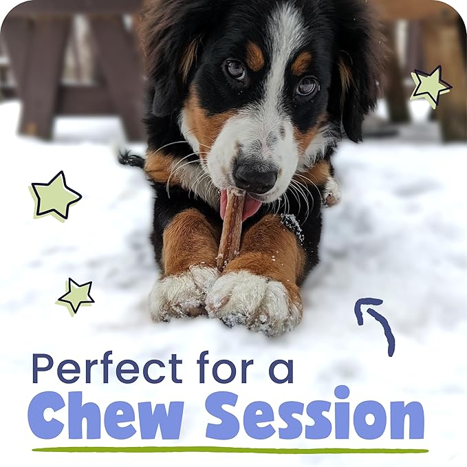 Pawstruck Natural 12” Braided Bully Sticks for Dogs - Tough, Long-Lasting, Rawhide-Free, Low Odor, Healthy Single Ingredient Chew Treat for Aggressive Chewers - 10 Count - Packaging May Vary