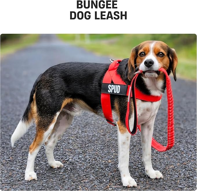 DF Co. Bungee Dog Leash | Strain Free & Shock Resistant for Control | Neoprene Padded Handle, Heavy-Duty Carabiner Clip, and D-Ring | Pink, Size Regular
