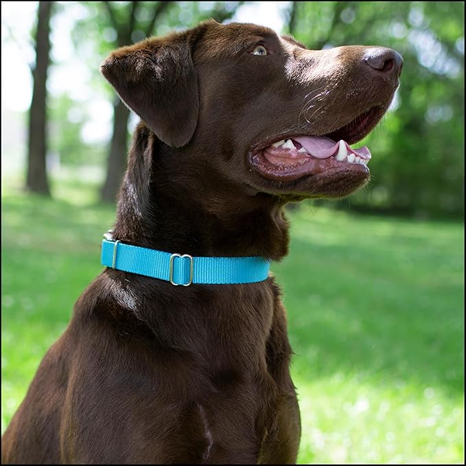Country Brook Petz - Premium Nylon Dog Collar with Metal Buckle for Small Medium Large Breeds - 10+ Cool Colors (Small, 3/4 Inch, Ice Blue)