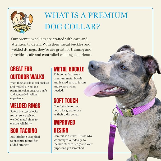 Country Brook Petz - Premium Nylon Dog Collar with Metal Buckle for Small Medium Large Breeds - 10+ Cool Colors (Small, 3/4 Inch, Bright Purple)