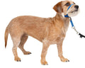 PetSafe Gentle Leader Headcollar No-Pull Dog Collar - Helps Improve Walks - Durable Nylon Construction - Padded Nose Loop - Adjustable Fit - Comfort Walking Halter - Small, Royal Blue
