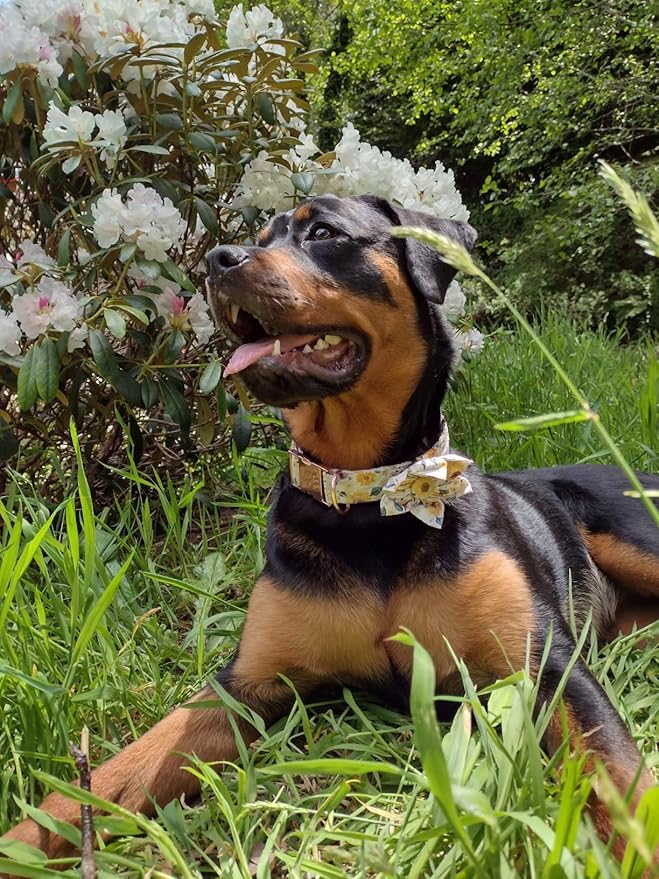 Elegant little tail Sunflower Girl Dog Collar for Female Dogs, Pet Collar Adjustable Dog Collars with Flower Gift for Medium Dogs