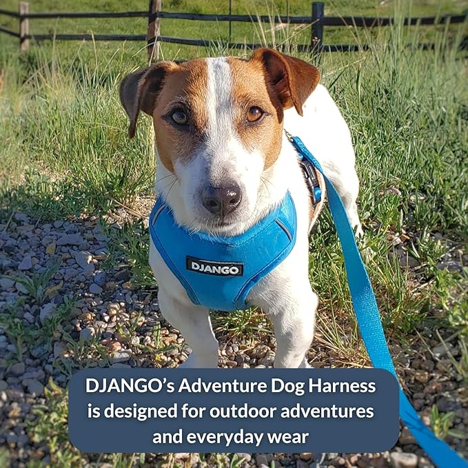 DJANGO Adventure Dog Harness - Stylish & Durable Small Dog Harness for Outdoor Adventures and Everyday Wear - Pacific Blue Neoprene Adjustable Harness for Dogs with Reflective Piping, Brass D-Ring