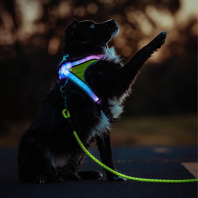 Noxgear LightHound (X-Large) + High-Visibility Dog Leash – Illuminated and Reflective Harness for Dogs Including Multicolored LED Fiber Optics (USB Rechargeable, Adjustable, Lightweight, Rainproof)