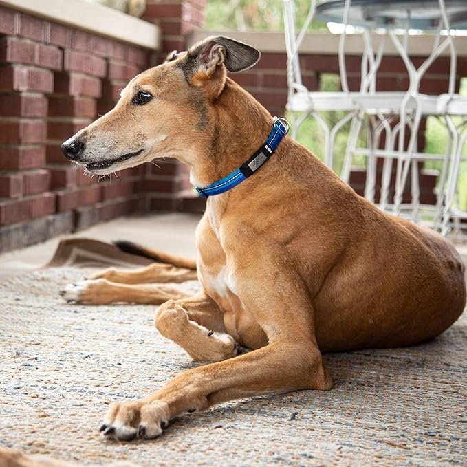 The Rock Solid Collar ID (Rose Gold Pink, Small)