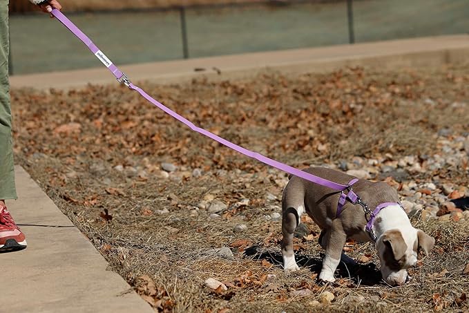 No-Pull Dog Leash, Chew Resistant, Waterproof, Durable PVC Material, Multiple Colors and Sizes (Purple, Small)