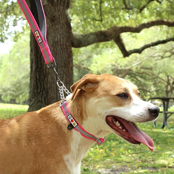 Pawtitas Martingale Dog Collar with Chain a Reflective Dog Training Collar for Large Dogs | Nylon No Pull Dog Collar for Large Dog - Green