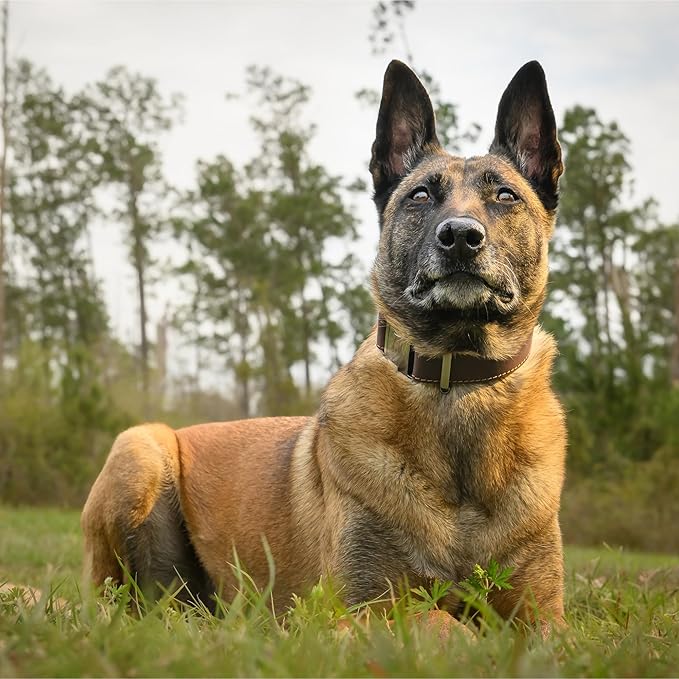 ADITYNA Leather Dog Collar with Metal Buckle - Heavy-Duty, Adjustable for Large & Extra Large Dogs - Walking & Training (Brown, Fits 19-30" Necks)