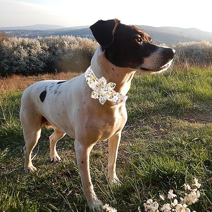 Elegant little tail Dog Collar, Floral Print Spring Pet Collars with Flower Pet Gift Girl Flower Collar Female Adjustable Dog Collars for Small Dogs
