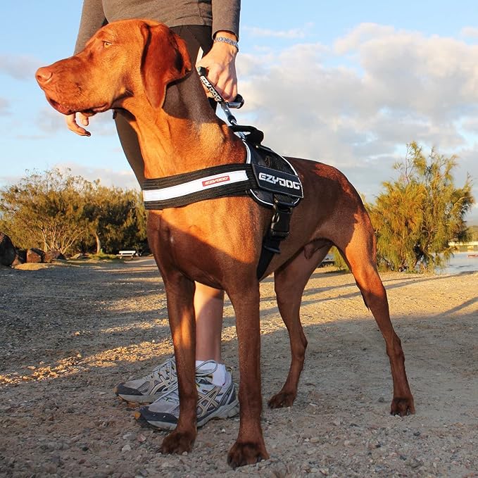 EzyDog Convert Dog Harness – Trail-Ready Rugged Harness for Walking, Hiking & Outdoors with Reflective Piping, Badge Attachment Points, Traffic Handle, & Comfort Lining (X-Small, Charcoal)